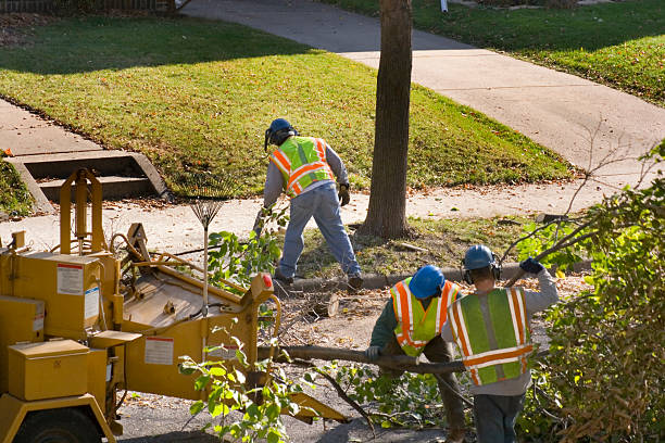 Best Leaf Removal  in Comer, GA